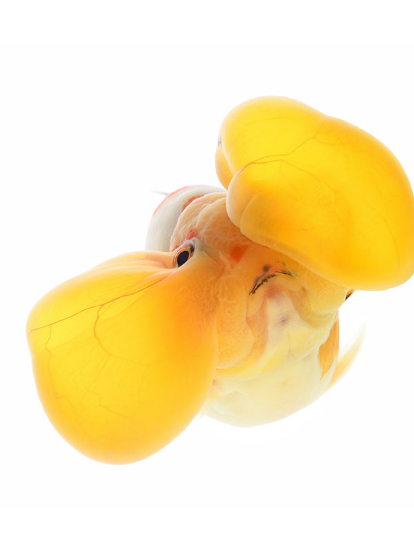 Gold Fish