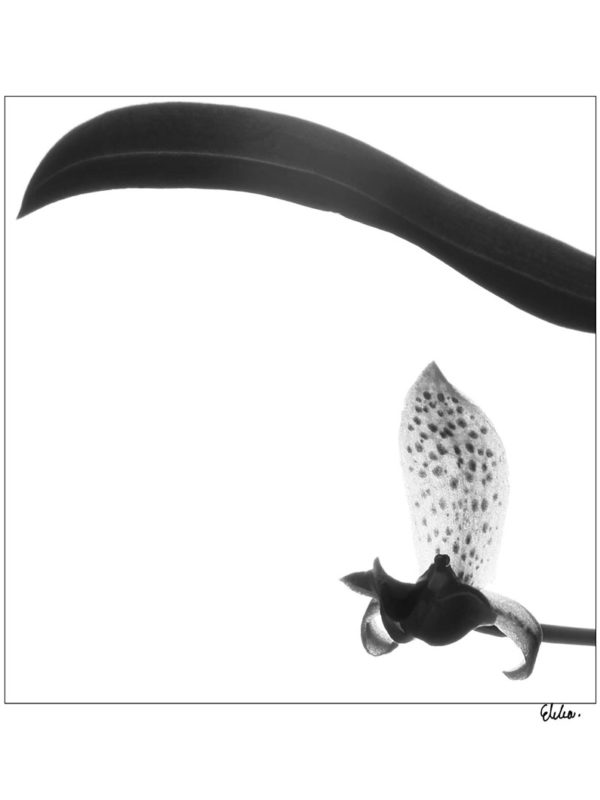 Flowers B&W