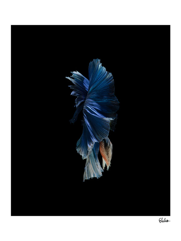 Fighting fish