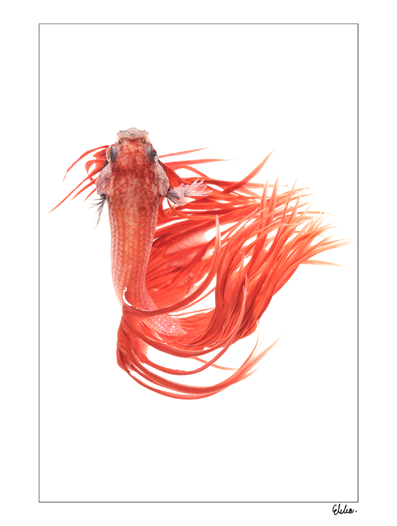 FF-664