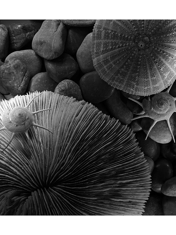 Shell